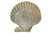 Miocene Fossil Scallop (Chesapecten) Pair - Maryland #189128-1